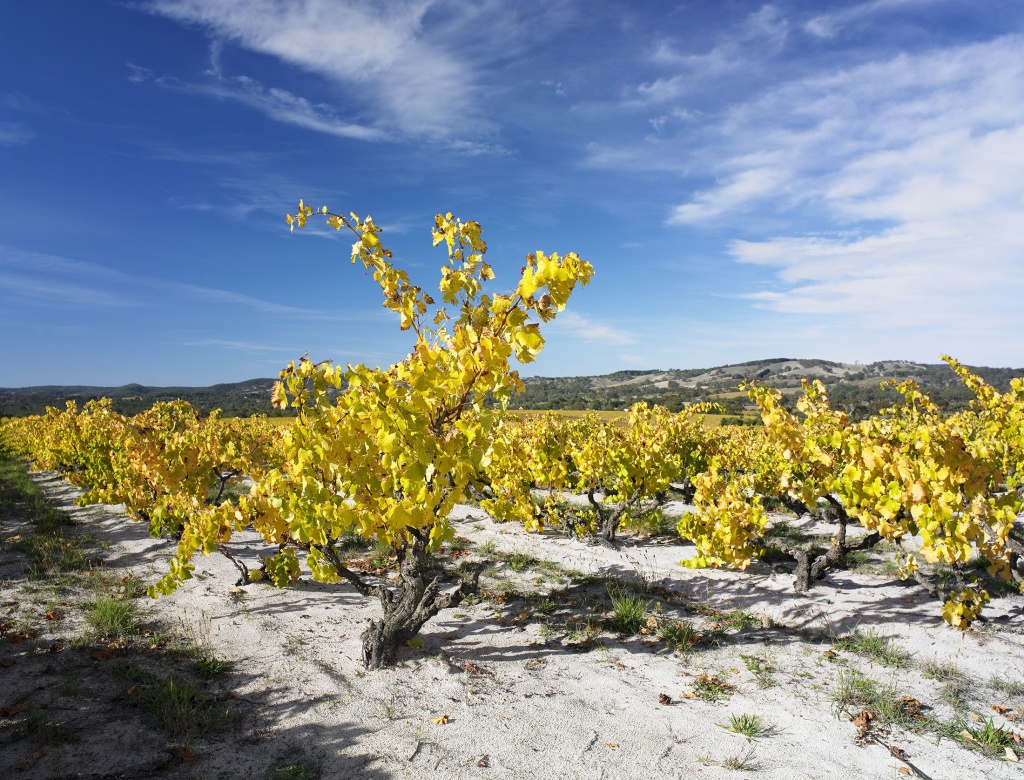 Yangarra Bush Vines